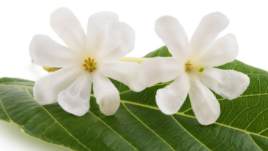 IXORA's Daily Detox Shampoo – Your Natural Dandruff Solution