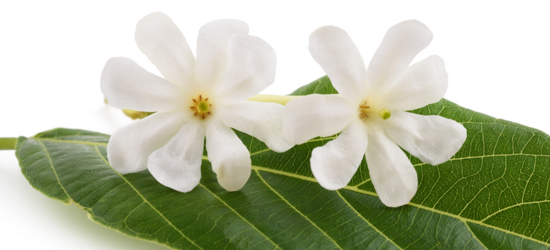 IXORA's Daily Detox Shampoo – Your Natural Dandruff Solution